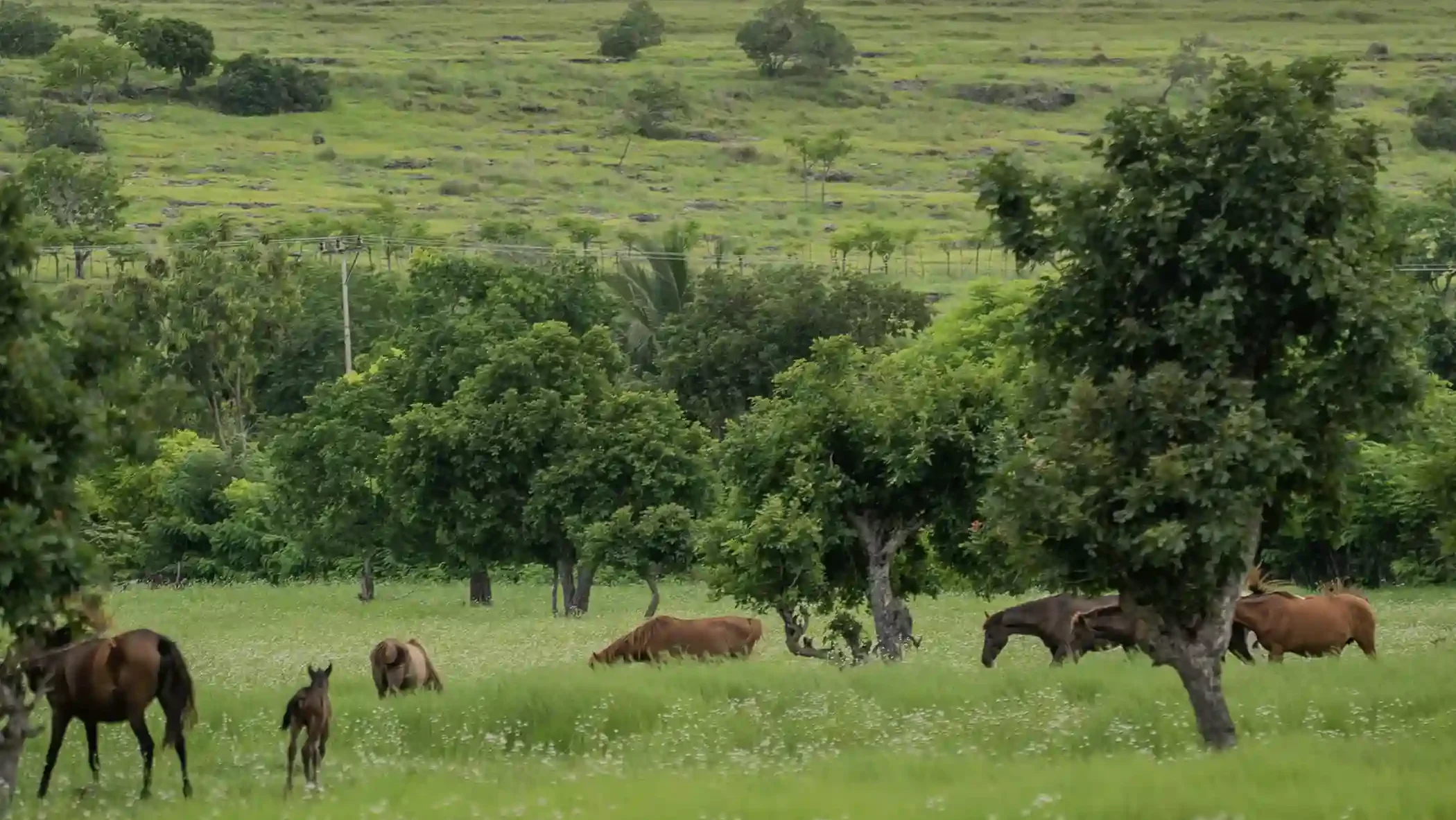 Wild Horses in the Puru Kambera Savannah | Invest Sumba Land