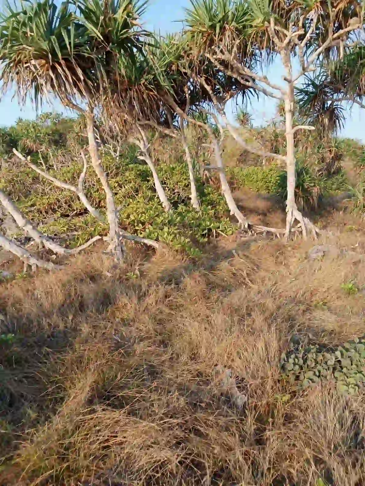 Desa Kendu Wela Kec Kodi | Invest Land Sumba