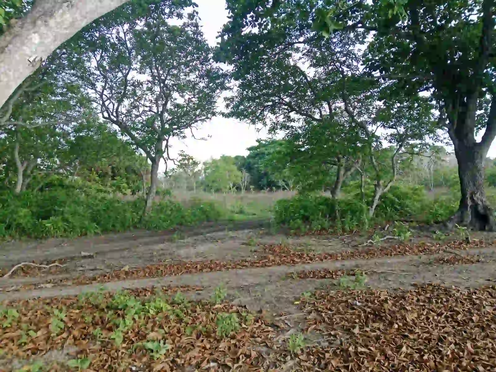 Desa Karoso, Kodi District, Southwest Sumba | Invest Land Sumba